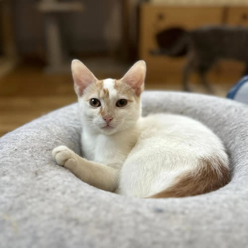 Koty ze schroniska do adopcji Piorun