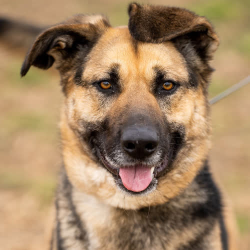 Psy ze schroniska do adopcji Piorun