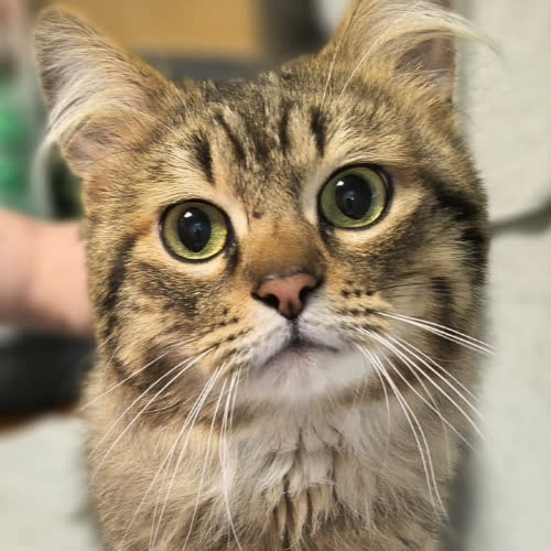 Koty ze schroniska do adopcji Amon