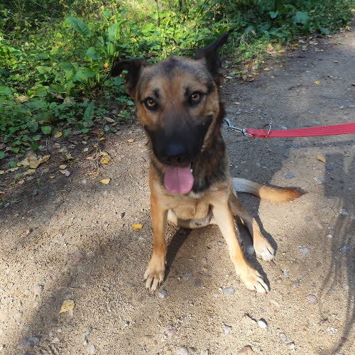 Psy ze schroniska do adopcji Haker