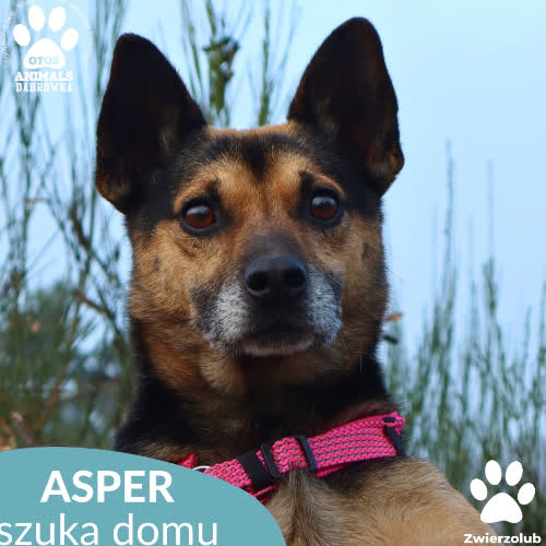 Psy ze schroniska do adopcji Asper