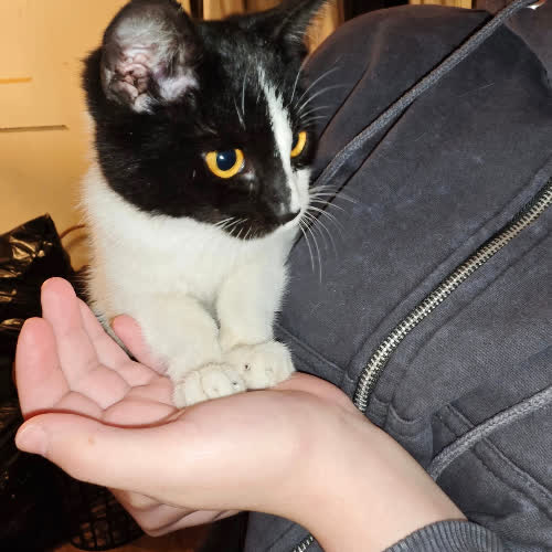 Kociak kotka grzecznościowo 