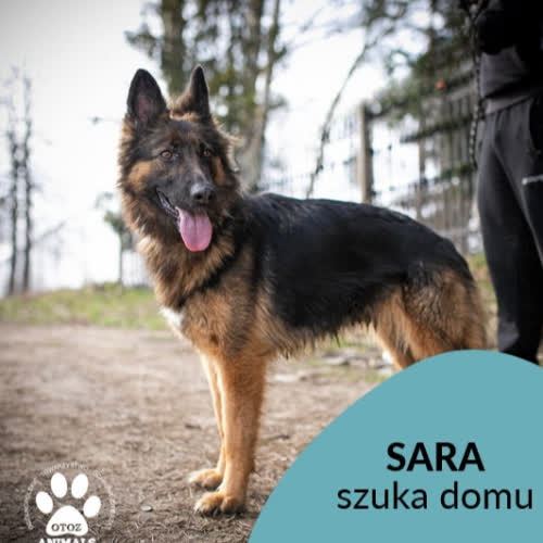 Sara
