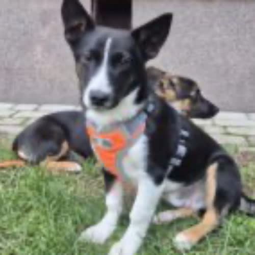 Psy ze schroniska do adopcji Leo