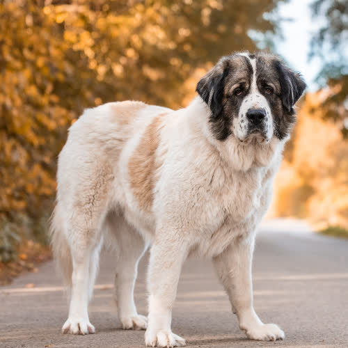 Psy ze schroniska do adopcji Mastifka SKANDI