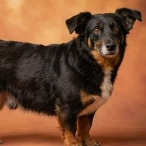 SAIF