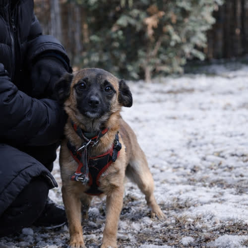 Psy ze schroniska do adopcji Amelka