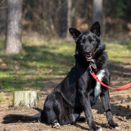 Psy ze schroniska do adopcji Hades