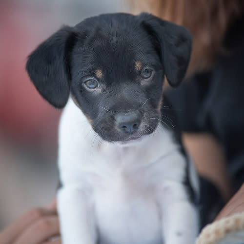 ...