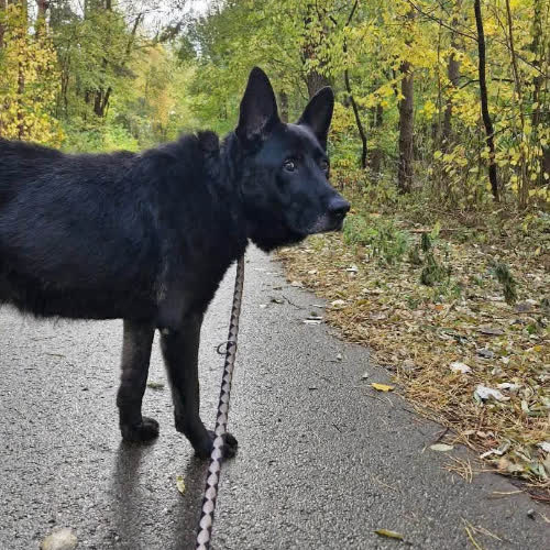 Psy ze schroniska do adopcji Zorro
