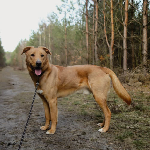 Psy ze schroniska do adopcji Kajtek