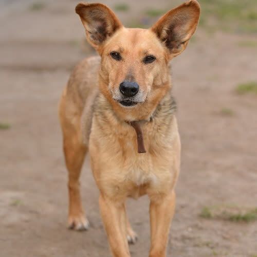 Psy ze schroniska do adopcji Simona