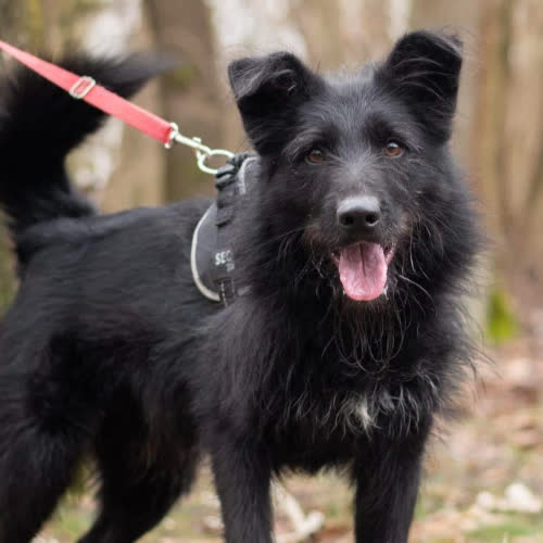 Psy ze schroniska do adopcji ALBERT 