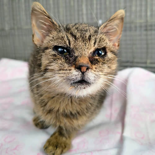 Koty ze schroniska do adopcji Zozol