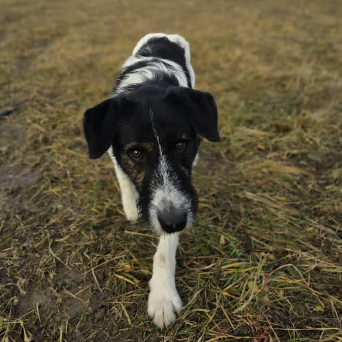 Psy ze schroniska do adopcji Gryf