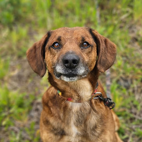 Psy ze schroniska do adopcji Salto