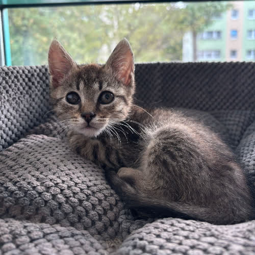 Koty ze schroniska do adopcji Bigos
