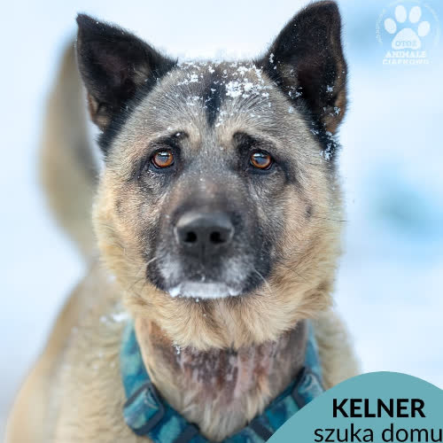 Kelner