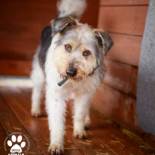 Psy ze schroniska do adopcji Logan