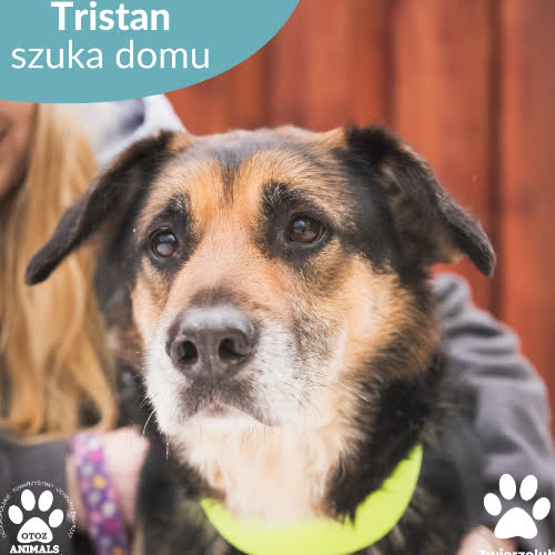 Psy ze schroniska do adopcji Tristan