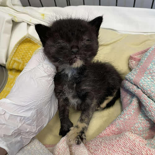 Koty ze schroniska do adopcji Migotka