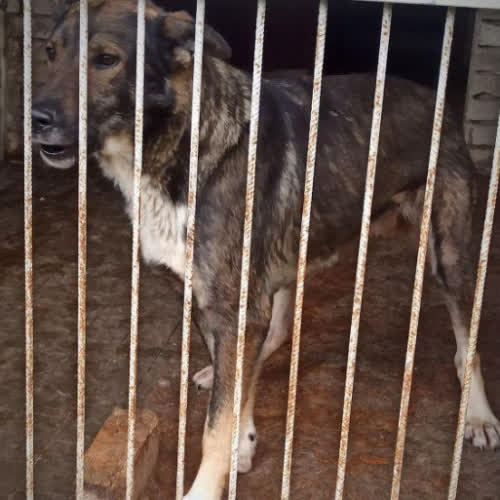 Psy ze schroniska do adopcji Hugo