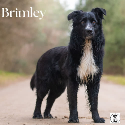 Psy ze schroniska do adopcji Mądry BRIMLEY