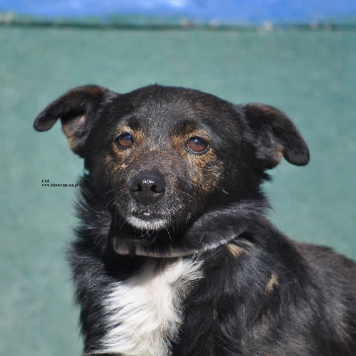 Psy ze schroniska do adopcji Luki