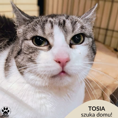 Koty ze schroniska do adopcji Tosia