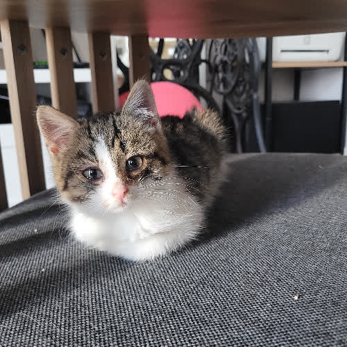 Koty ze schroniska do adopcji Ketchup