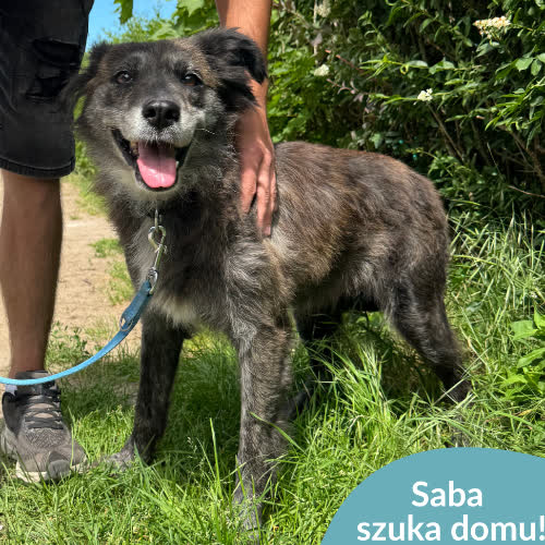 Psy ze schroniska do adopcji Saba