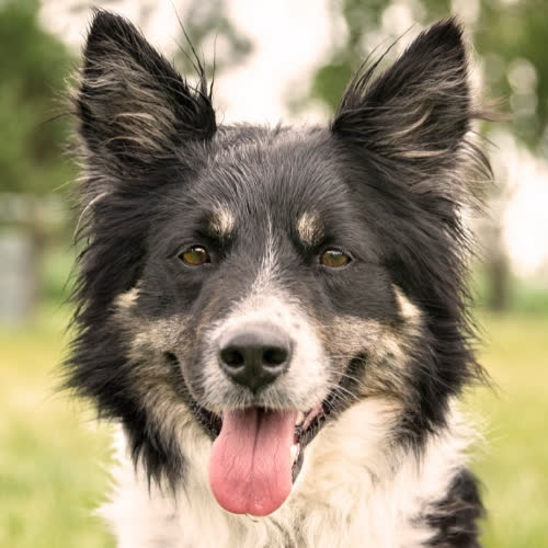 Psy ze schroniska do adopcji Feel