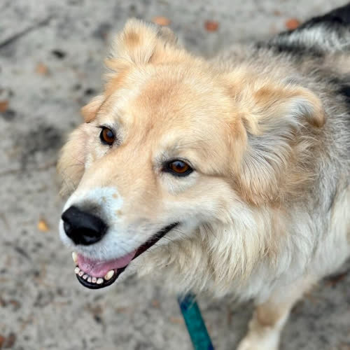 Psy ze schroniska do adopcji Goran