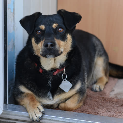 Psy ze schroniska do adopcji Sonia