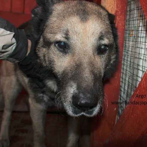Psy ze schroniska do adopcji Argo