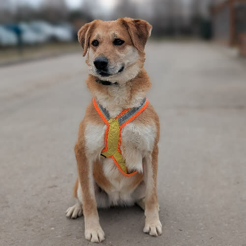 Psy ze schroniska do adopcji Melinka