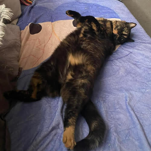 Koty ze schroniska do adopcji Hortensja i Mona