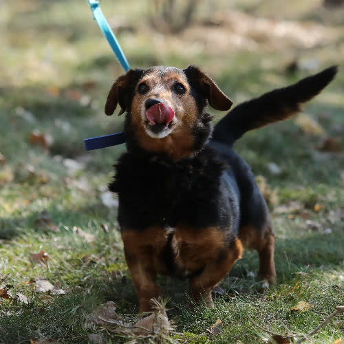 Psy ze schroniska do adopcji Czesiu