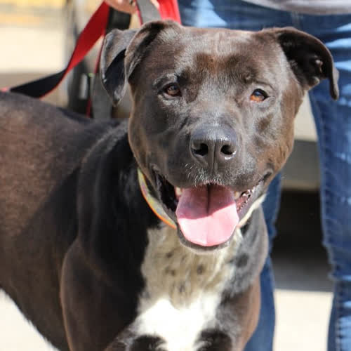 Psy ze schroniska do adopcji Cezar 