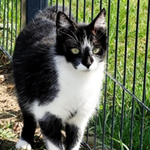 Koty ze schroniska do adopcji Amelka