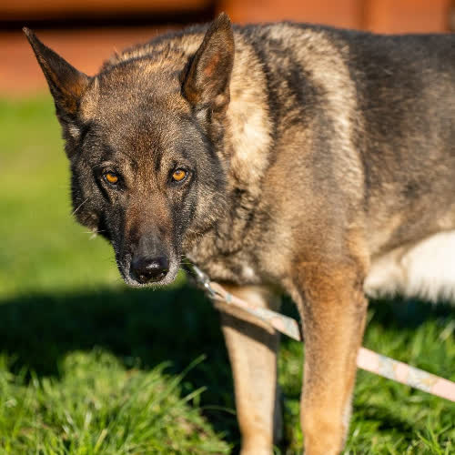 Psy ze schroniska do adopcji Hera