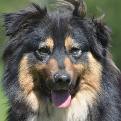 Psy ze schroniska do adopcji Mati