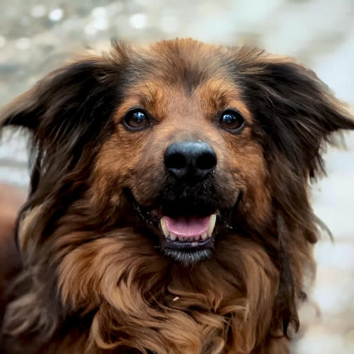 Psy ze schroniska do adopcji Charli