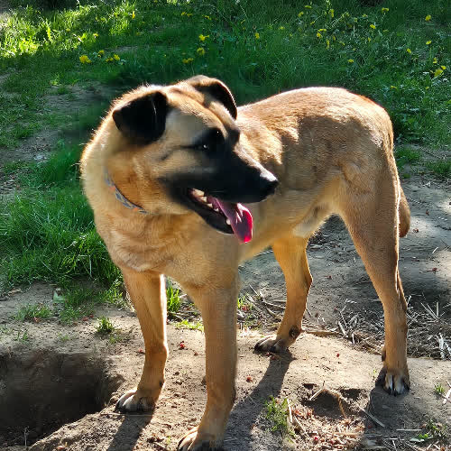 Psy ze schroniska do adopcji Mops