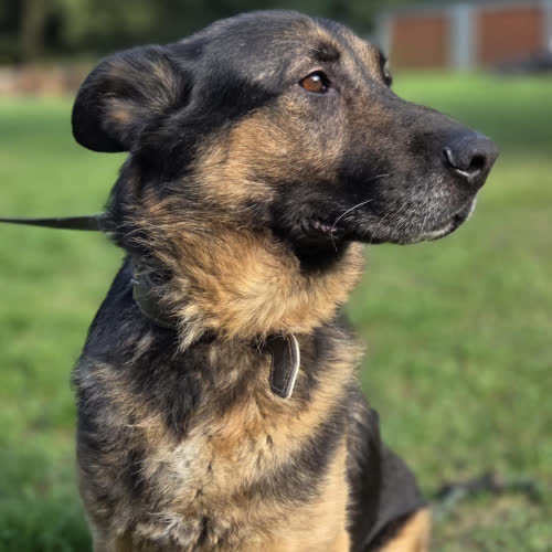 Psy ze schroniska do adopcji Wicek owczarek mix 
