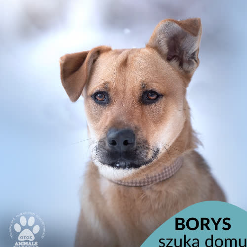 Psy ze schroniska do adopcji Borys