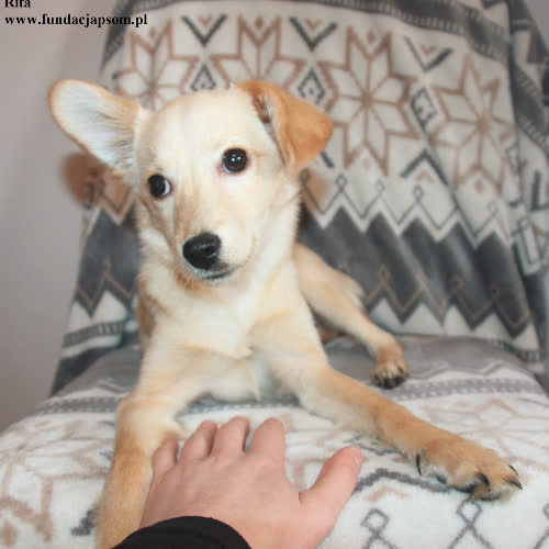 Psy ze schroniska do adopcji Rita