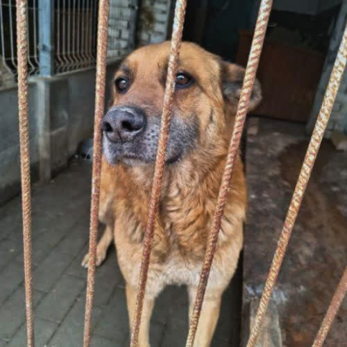 Psy ze schroniska do adopcji Dżony