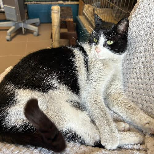 Koty ze schroniska do adopcji Maksia