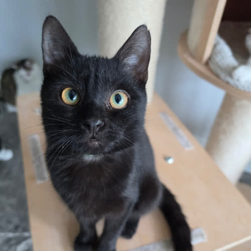 Koty ze schroniska do adopcji Loki